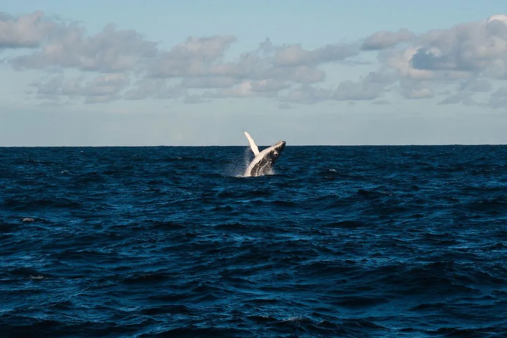 Avistamiento de Ballenas