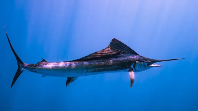 Torneo Internacional de Pesca del Pez Vela Zihuatanejo 2024