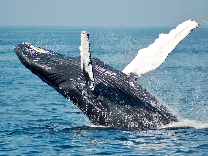 Avistamiento de ballenas